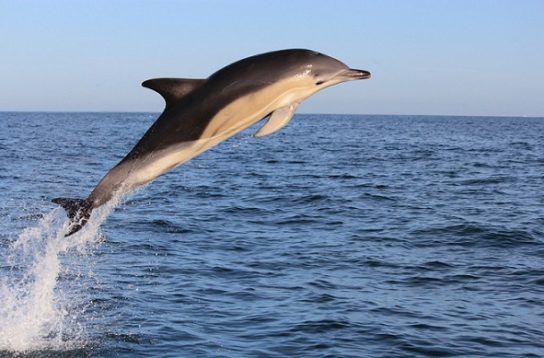 Дельфин-белобочка Delphinus delphis