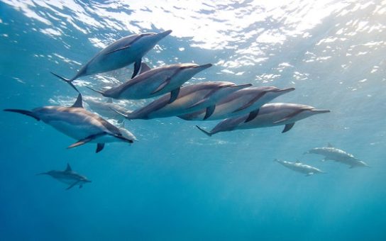 виды дельфинов