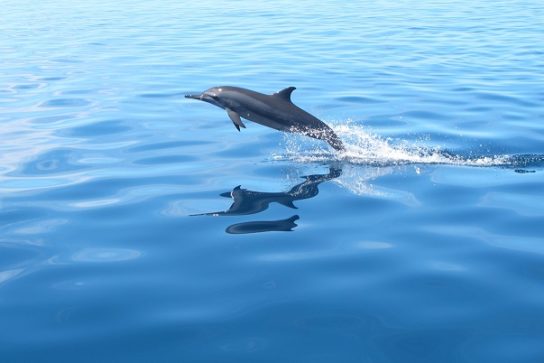 Белобрюхий дельфин Cephalorhynchus eutropia