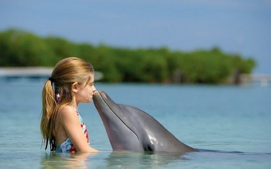 Чем питаются дельфины