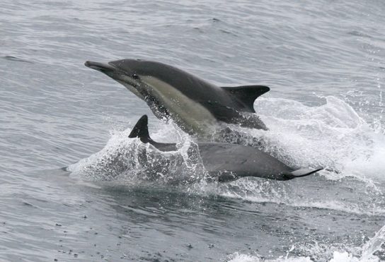 Дельфин Ла-Платы Pontoporia blainvillei