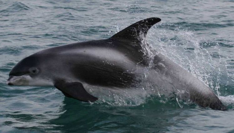 Беломордый дельфин