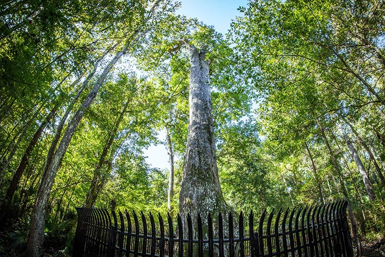 самые старые деревья в мире