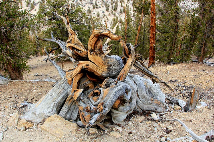 старейшее дерево на земле