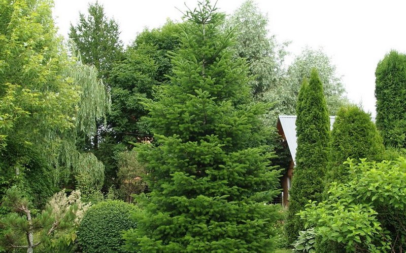 Дерево сибирская пихта: фото и описание