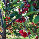 Какой сорт вишни можно посадить на участке (с видео)