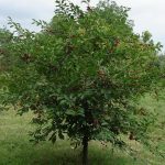 Какой сорт вишни можно посадить на участке (с видео)