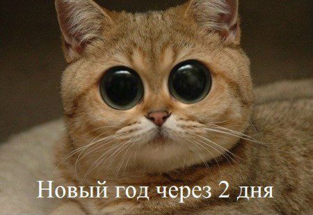 1356798474_2ozcmj_9_ne