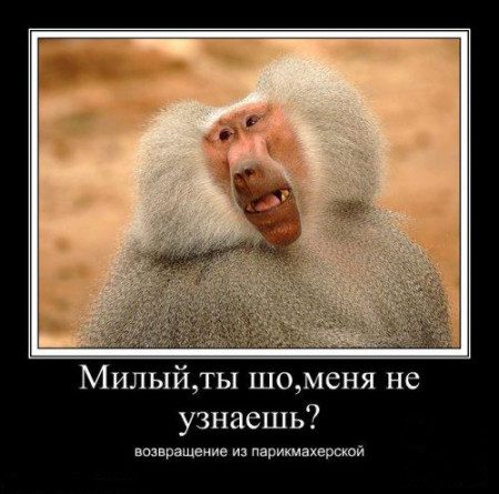 76330318_3185107_obezyana