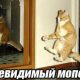Прикольные картинки про котов (83 фото)