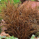 Осока "Туманы Амазонки" (Carex albula Amazon Mist)