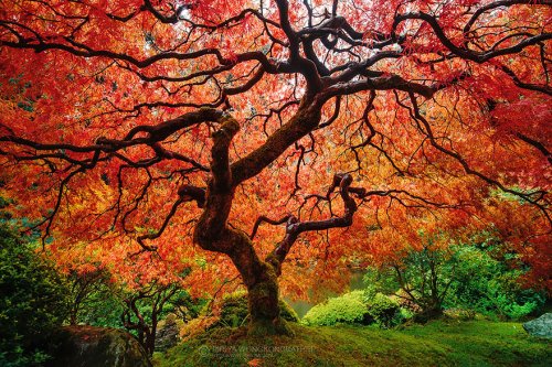 Осеннее преображение природы в фотографиях (23 фото)