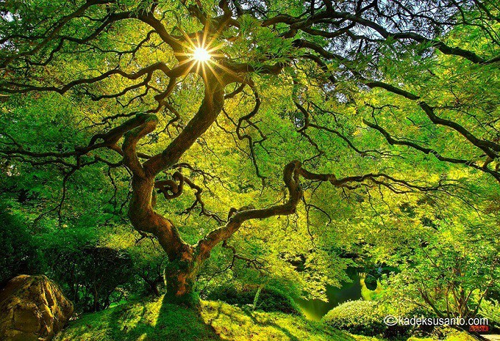 6. Maple Tree. Лето. 6. Maple Tree. Лето.