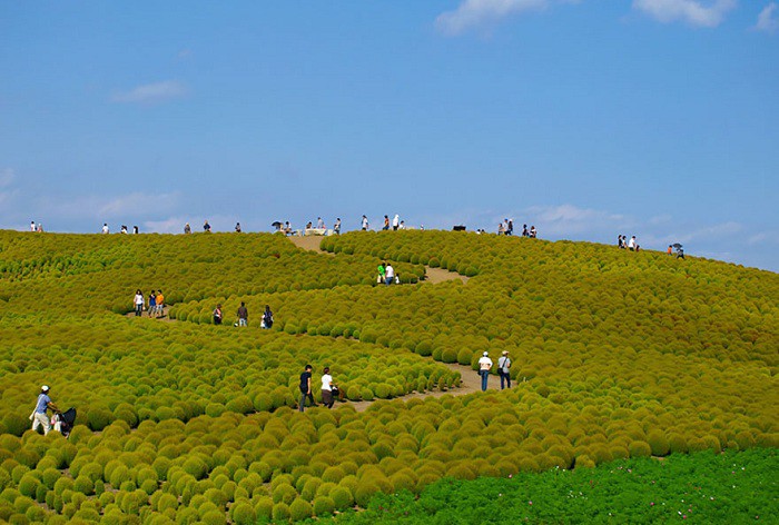 11. Японский парк Hitachi Seaside летом 11. Японский парк Hitachi Seaside летом