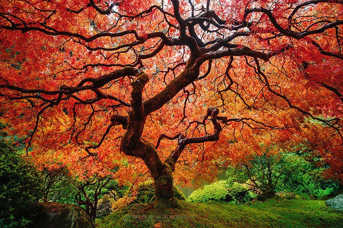 7. Maple Tree. Осень 7. Maple Tree. Осень