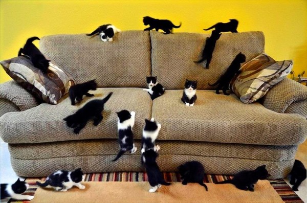 котята на диване