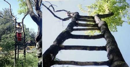 Арбоскульптура (Витые деревья), фото № 17