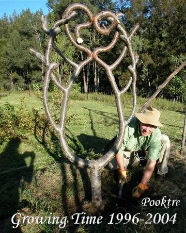 Арбоскульптура (Витые деревья), фото № 11