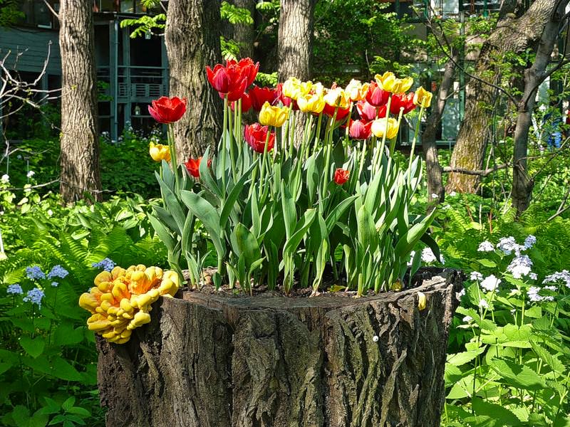 Декорирование пней живыми растениями — отличный способ гармонично оформить сад на даче