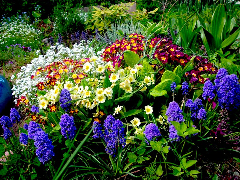 Цветы при посадке лучше окружить не другими цветами, а зеленью, которая создаст нужный фон, не отвлекая внимание на себя