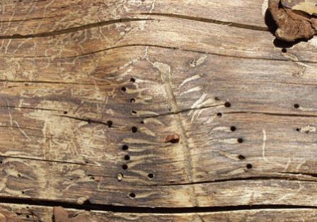 Защита древесины от гниения и воздействия насекомых должна быть продуманной