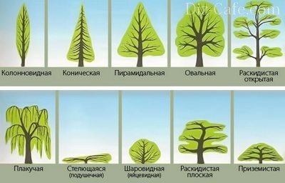 Растения с разными кронами