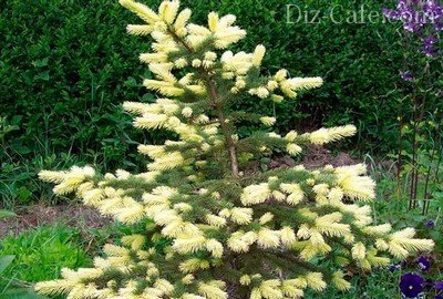 Picea pungens "Maigold