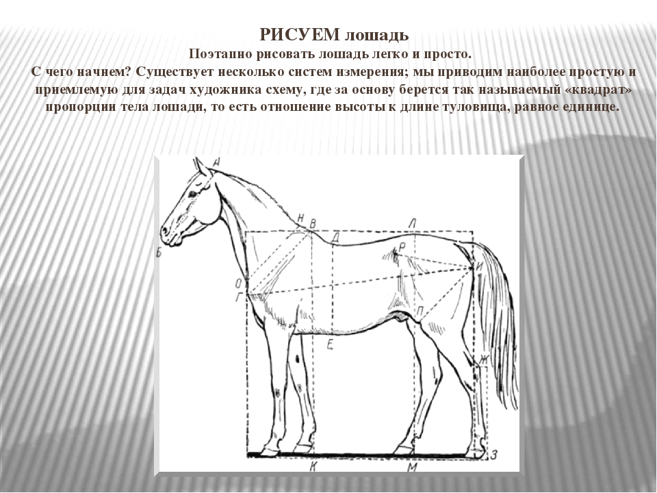Чертеж лошади