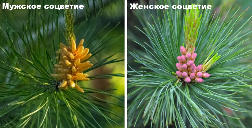Соцветия дерева