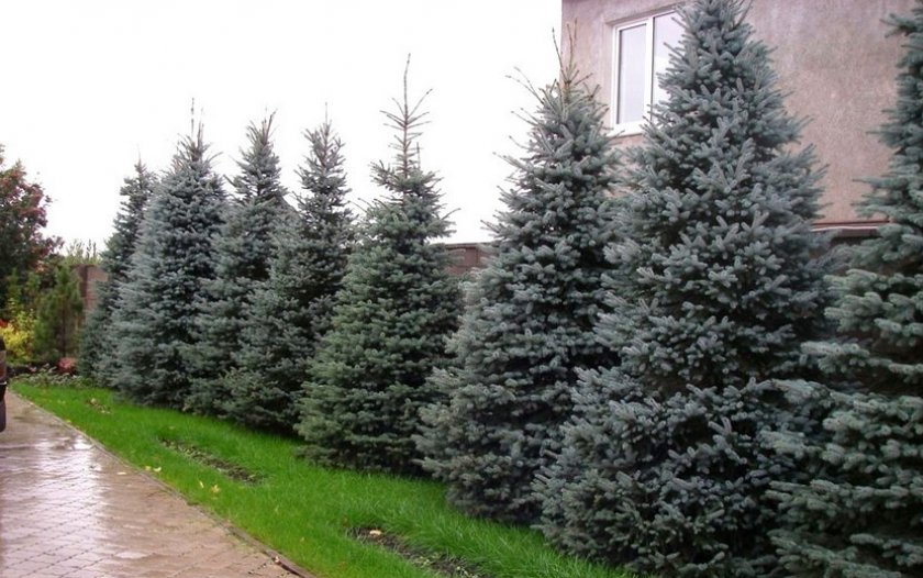Голубые ели перед домом