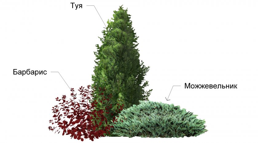 Туя с кустарниками