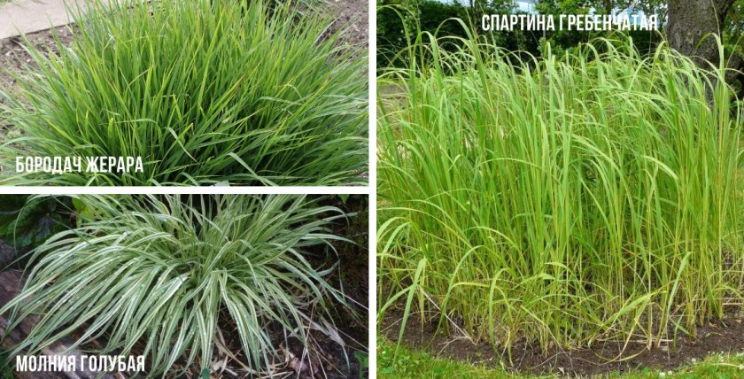 Высокие злаки для сада