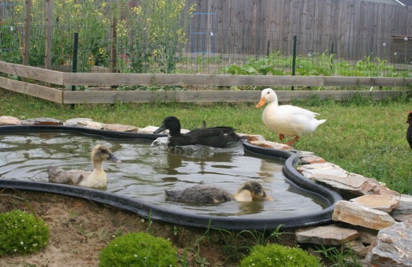 Водоём для птицы
