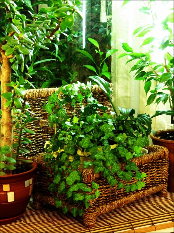 Композиции из комнатных растений