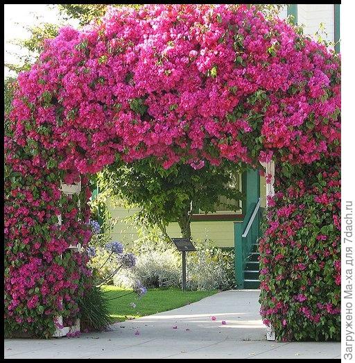 Садовая арка в цветах