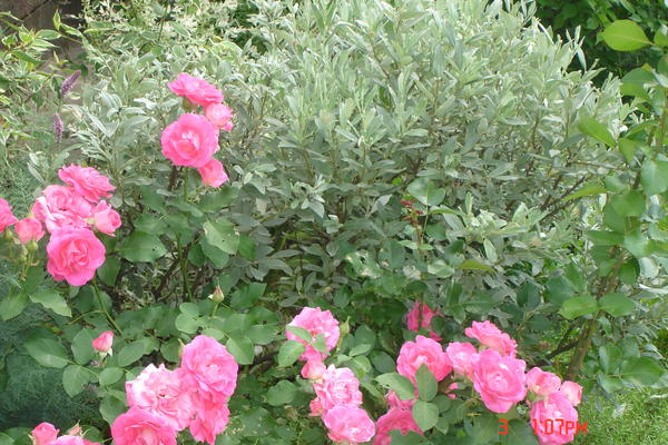Актуальна посадка роз с карликовыми видам ивы