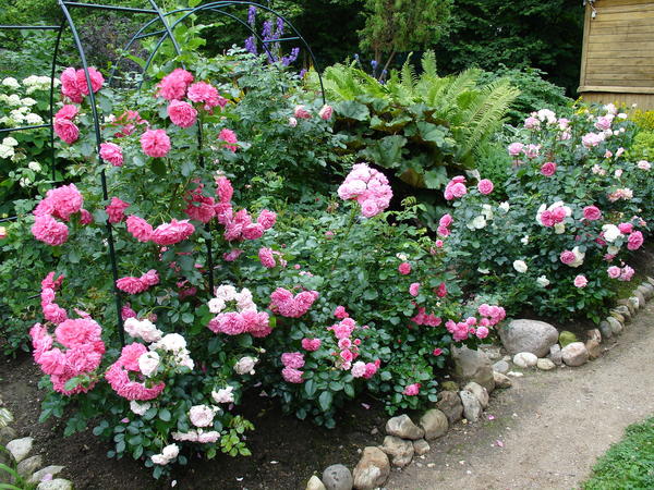 В наших садах предпочтительно высаживать розы большими группами