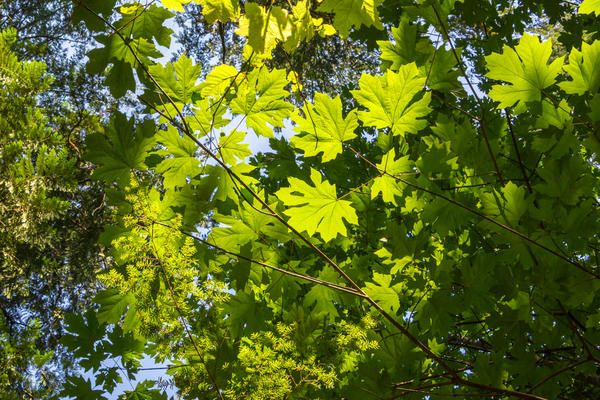 Зеленая листва клена