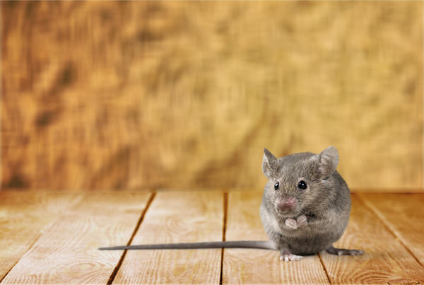 На мышей можно воздействовать ультразвуком
