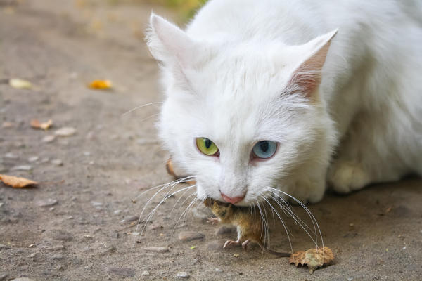Хороший кот не пропустит ни одной мыши