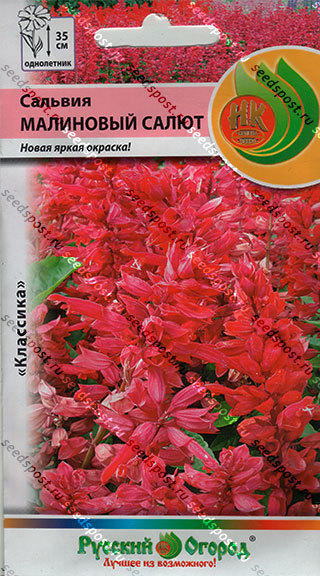 сальвия