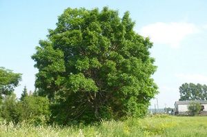 Как посадить ясень во дворе