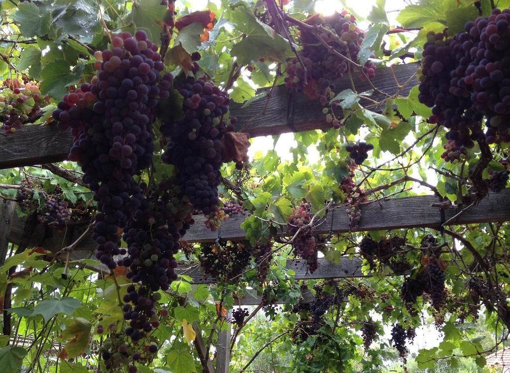 Перголы для выращивания винограда
