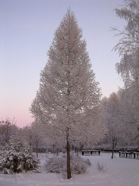 Лиственница зимой