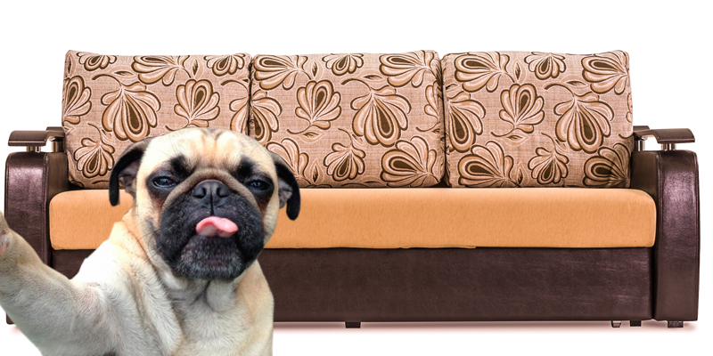 шенилловый диван, маленькая собака