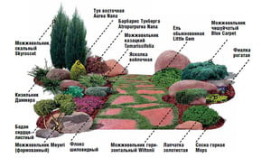 Растения для рокария - что подходит