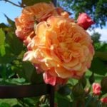 Плетистая роза – посадка и уход, размножение и подвязка
