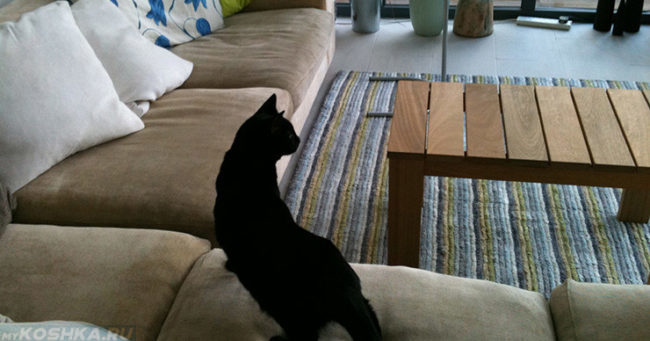 Кошка обнюхивает обгаженный диван