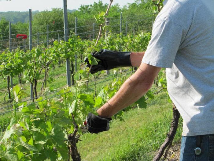 Пергола для винограда: изготовить своими руками из металла