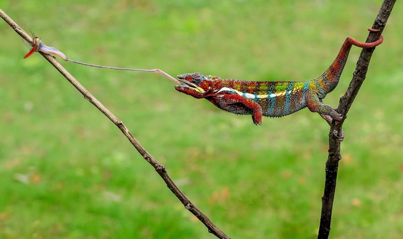 foto-zametki-hameleon-na-ohote